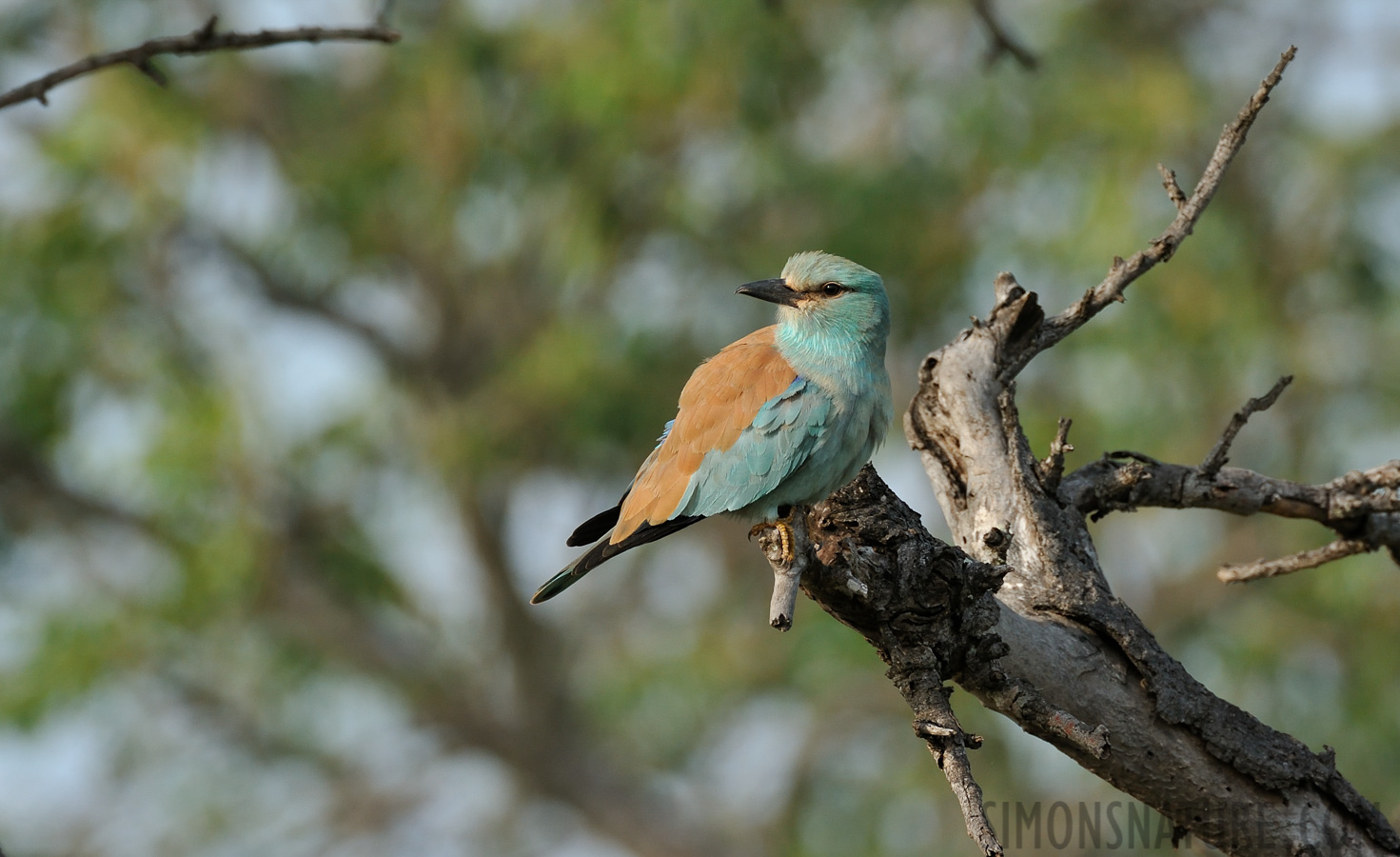 Coracias garrulus [550 mm, 1/1000 sec at f / 8.0, ISO 1000]